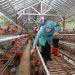 Ketua Tim Penggerak (TP) Pemberdayaan dan Kesejahteraan Keluarga (PKK) Provinsi Jawa Tengah, Nawal Arafah Yasin, meninjau peternakan ayam di Desa Tergo, Kecamatan Dawe, Kabupaten Kudus, Selasa (27/1/2026). Foto : Ist.