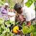 Sekretaris Daerah Jawa Tengah, Sumarno hadir mewakili Gubernur Ahmad Luthfi dalam Apel Siaga Penyuluh Pertanian dan Petani Milenial Jawa Tengah  di Agro Center Soropadan, Pringsurat, Kabupaten Temanggung, Jumat (24/4/2026). Foto : Ist.