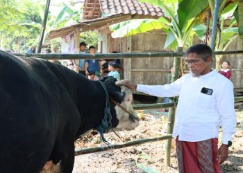 Sekda Jateng Sumarno menyalurkan sapi kurban seberat 1,1 ton kepada warga Desa Tinanding, Kecamatan Godong, Kabupaten Grobogan, Rabu, 27 Mei 2026. Foto: Ist.