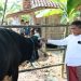 Sekda Jateng Sumarno menyalurkan sapi kurban seberat 1,1 ton kepada warga Desa Tinanding, Kecamatan Godong, Kabupaten Grobogan, Rabu, 27 Mei 2026. Foto: Ist.