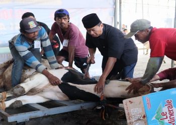 Sekolah Al-Azhar Syifa Budi Solo  melaksanakan penyembelihan hewan kurban dalam rangka Hari Raya Iduladha, Kamis (28/5/2026). Foto: Ist.