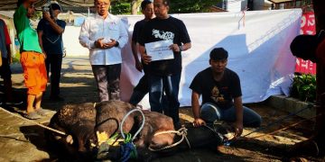 Politeknik AKBARA Surakarta bersama Griya PMI Peduli menggelar penyembelihan hewan kurban, Sabtu (30/5/2026). Foto: Ist.