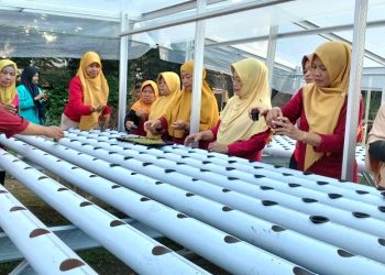 Kegiatan pengabdian masyarakat tim UMS melalui budi daya hidroponik di Desa Ngadirejo, Kartasura. Foto: Ist.