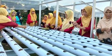 Kegiatan pengabdian masyarakat tim UMS melalui budi daya hidroponik di Desa Ngadirejo, Kartasura. Foto: Ist.