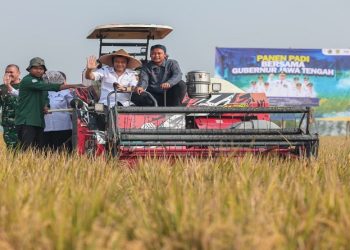 Gubernur Ahmad Luthfi saat Panen Raya Padi bersama petani di Desa Gentan, Kecamatan Bendosari, Kabupaten Sukoharjo, Rabu, 24 Juni 2026. Foto: Ist.