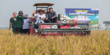 Gubernur Ahmad Luthfi saat Panen Raya Padi bersama petani di Desa Gentan, Kecamatan Bendosari, Kabupaten Sukoharjo, Rabu, 24 Juni 2026. Foto: Ist.