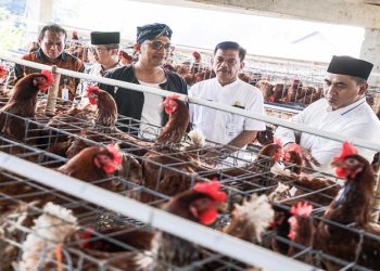 Wakil Gubernur Jawa Tengah, Taj Yasin Maimoen meninjau peternakan ayam di Desa Kranggan, Kecamatan Polanharjo, Kabupaten Klaten, Jumat 26 Juni 2026. Foto: Ist.
