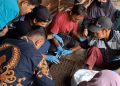 Komunitas Disabilitas Karya Manunggal didampingi oleh mahasiswa UMS praktik menyemai benih tanaman saat praktik pelatihan vermikompos dan terapi hortikultura. Foto: Ist.