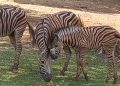 Anak zebra koleksi Solo Safari yang diberi nama Gayatri Loreng, Rabu (14/10/2026). Foto: Indospektrum.com