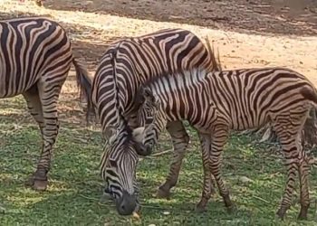 Anak zebra koleksi Solo Safari yang diberi nama Gayatri Loreng, Rabu (14/10/2026). Foto: Indospektrum.com
