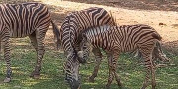 Anak zebra koleksi Solo Safari yang diberi nama Gayatri Loreng, Rabu (14/10/2026). Foto: Indospektrum.com