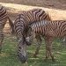 Anak zebra koleksi Solo Safari yang diberi nama Gayatri Loreng, Rabu (14/10/2026). Foto: Indospektrum.com