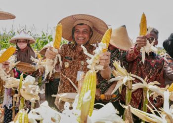 Gubernur Jawa Tengah, Ahmad Luthfi saat acara Panen Raya Jagung di lahan Gapoktan Krido Dharmo, Desa Karanganyar, Kecamatan Weru, Kabupaten Sukoharjo, Kamis (1/10/2026). Foto : Ist.