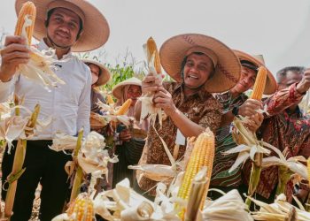 Gubernur Jawa Tengah Ahmad Luthfi menyerap berbagai aspirasi dari petani saat acara Panen Raya Jagung di Desa Karanganyar, Kecamatan Weru, Kabupaten Sukoharjo, Kamis (1/10/2026). Foto : Ist.